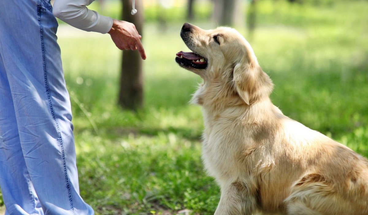 Corso formativo per proprietari di cani: Patentino